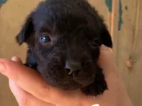 Cachorro raça SRD-ViraLata idade 2 a 6 meses nome Seis