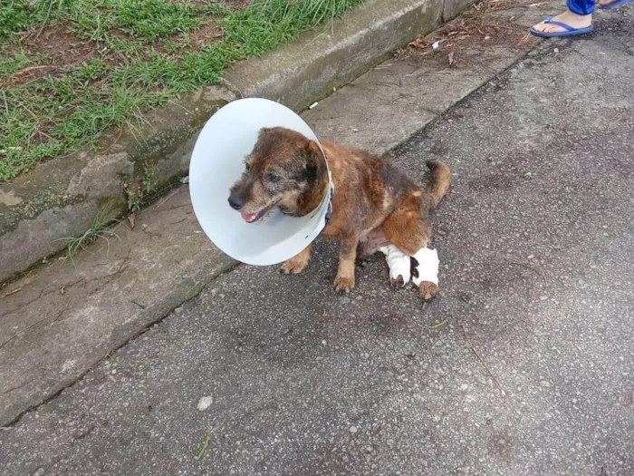 Cachorro ra a SRD-ViraLata idade 5 anos nome José Tobias 