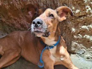 Cachorro ra a SRD-ViraLata idade 1 ano nome Chico