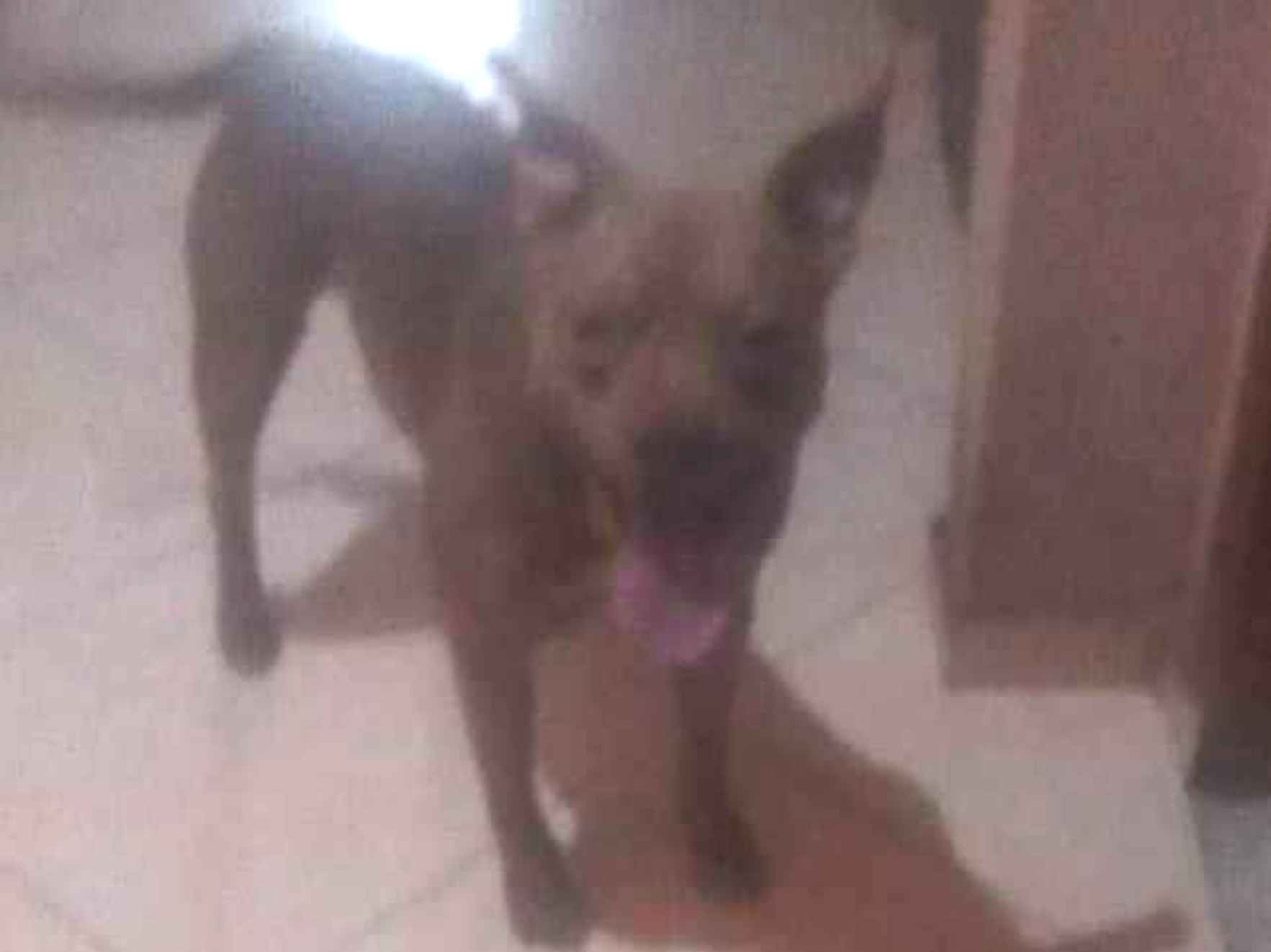 Cachorro ra a Pit-Bull idade 3 anos nome Frederico 