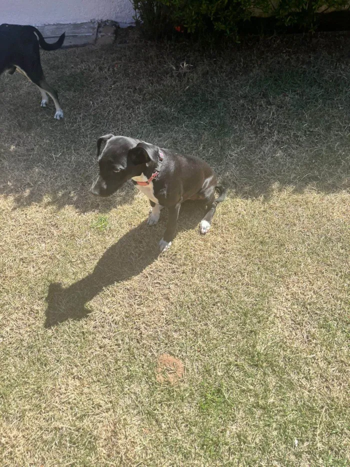 Cachorro ra a SRD-ViraLata idade 2 a 6 meses nome Angelina