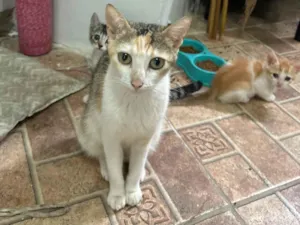 Gato raça SRD-ViraLata idade Abaixo de 2 meses nome Mimica