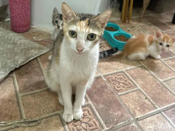 Gato ra a SRD-ViraLata idade Abaixo de 2 meses nome Mimica