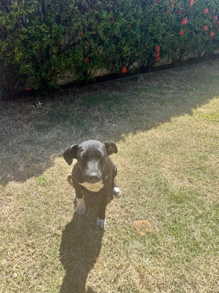 Cachorro ra a SRD-ViraLata idade 2 a 6 meses nome Angelina