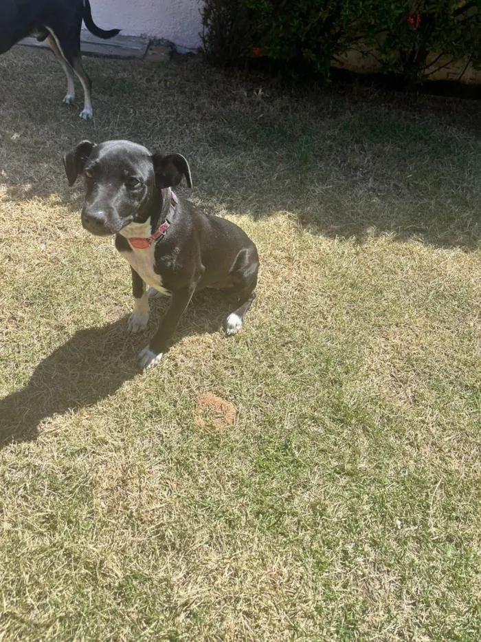 Cachorro ra a SRD-ViraLata idade 2 a 6 meses nome Angelina