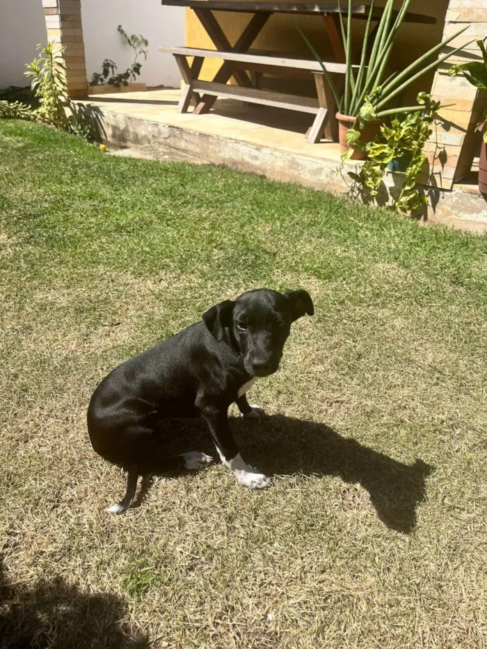 Cachorro ra a SRD-ViraLata idade 2 a 6 meses nome Angelina