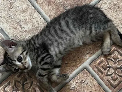 Gato raça SRD-ViraLata idade Abaixo de 2 meses nome Não escolhido