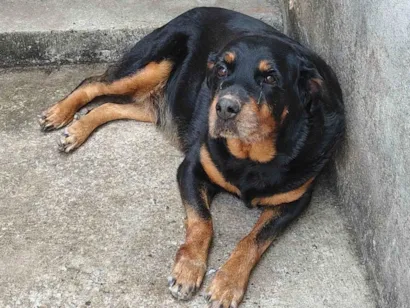 Cachorro raça Rottweiler idade 6 ou mais anos nome Maguie
