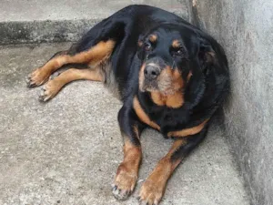 Cachorro ra a Rottweiler idade 6 ou mais anos nome Maguie