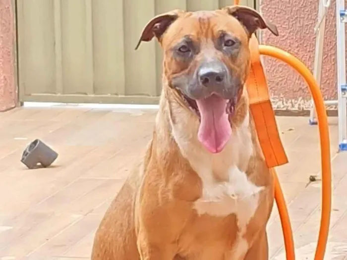 Cachorro ra a SRD-ViraLata idade 1 ano nome Panko