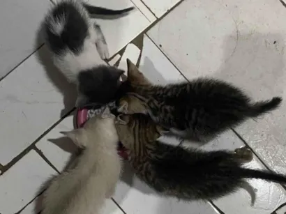 Gato raça SRD-ViraLata idade Abaixo de 2 meses nome não tem 