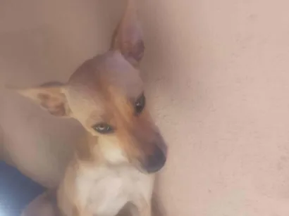 Cachorro raça SRD-ViraLata idade 7 a 11 meses nome Norbet 