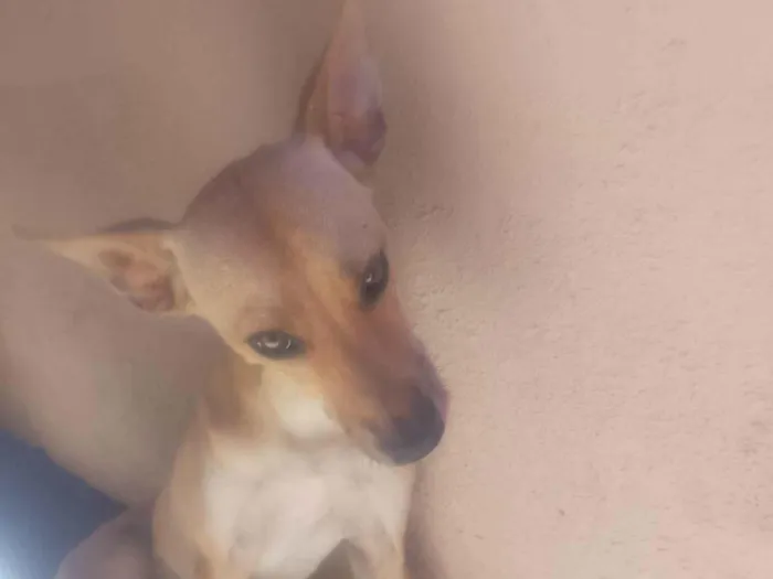 Cachorro ra a SRD-ViraLata idade 7 a 11 meses nome Norbet 