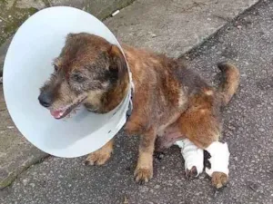 Cachorro raça SRD-ViraLata idade 5 anos nome José Tobias 