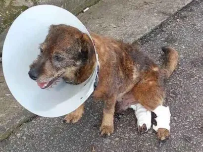 Cachorro raça SRD-ViraLata idade 5 anos nome José Tobias 