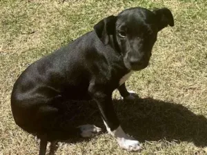 Cachorro raça SRD-ViraLata idade 2 a 6 meses nome Angelina