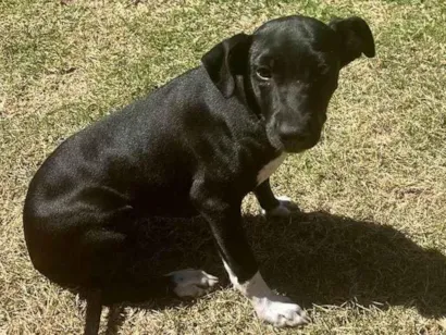 Cachorro ra a SRD-ViraLata idade 2 a 6 meses nome Angelina