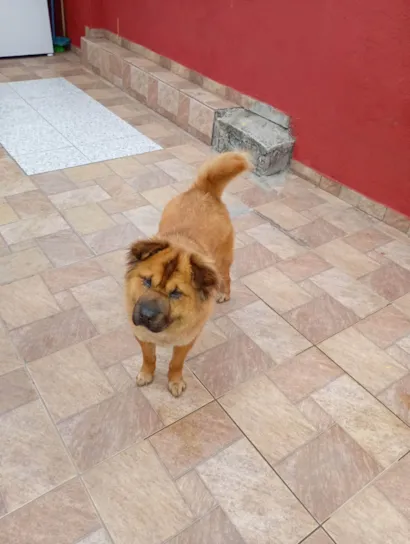 Cachorro ra a Chow Chow idade 1 ano nome Kiara 