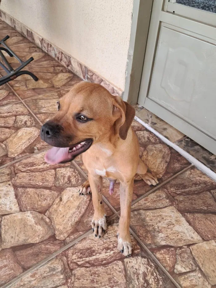 Cachorro ra a Boxer idade 2 a 6 meses nome sem nome