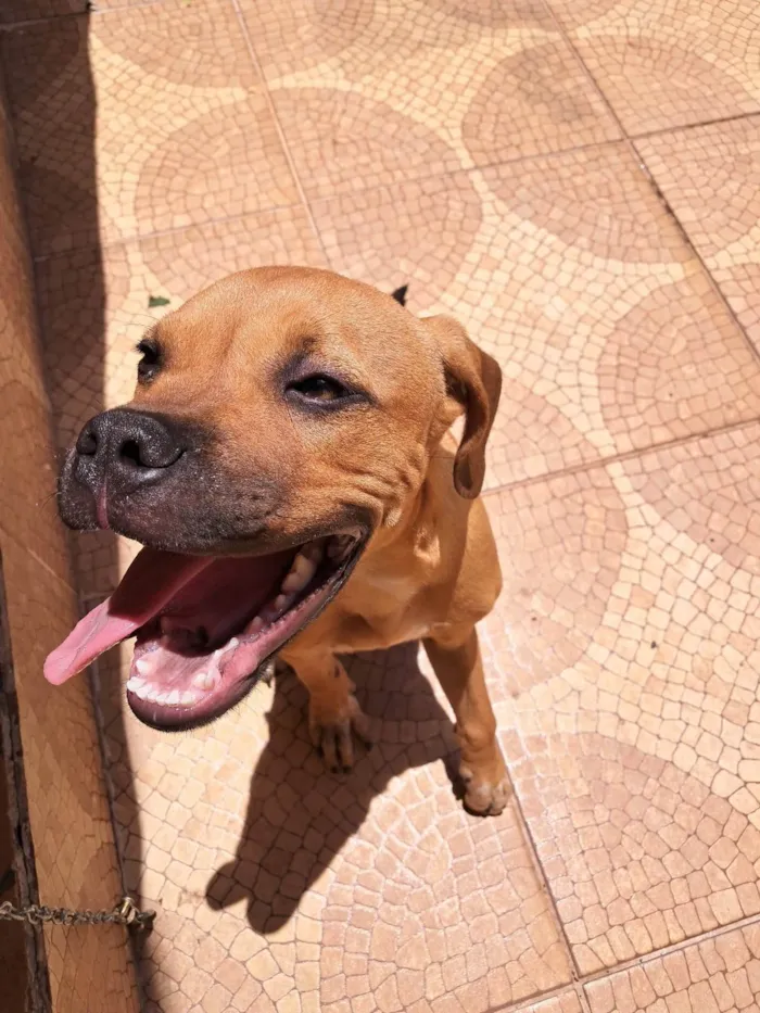Cachorro ra a Boxer idade 2 a 6 meses nome sem nome