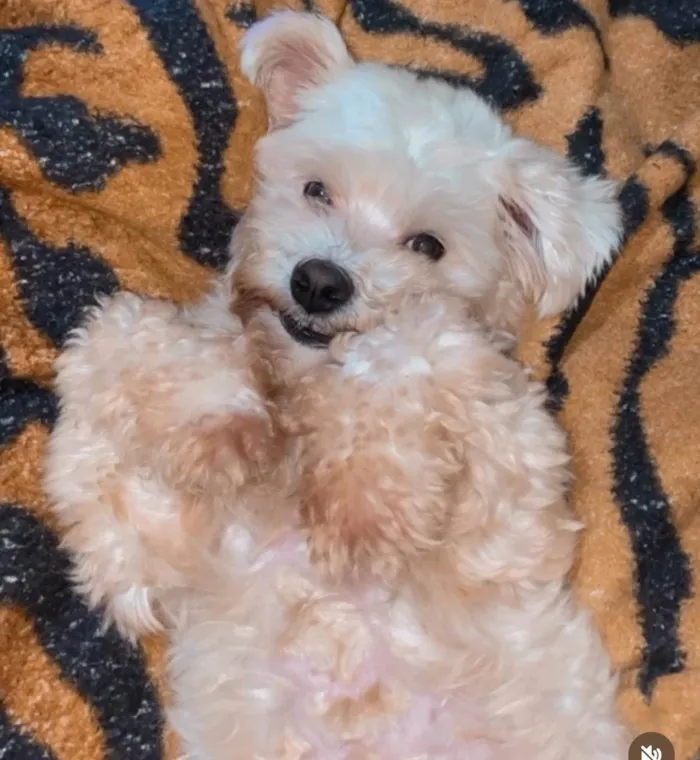 Cachorro ra a Maltês idade 4 anos nome Theodor 