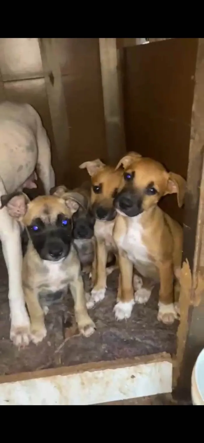 Cachorro raça SRD-ViraLata idade 2 a 6 meses nome não tem nomes 