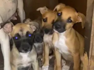 Cachorro raça SRD-ViraLata idade 2 a 6 meses nome não tem nomes 
