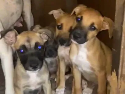 Cachorro raça SRD-ViraLata idade 2 a 6 meses nome não tem nomes 