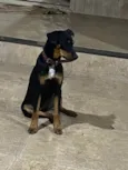 Cachorro ra a Rottweiler idade 2 a 6 meses nome Nina