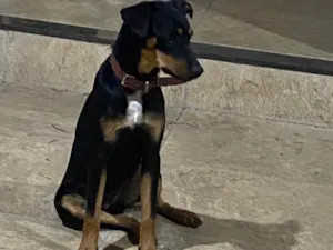Cachorro raça Rottweiler idade 2 a 6 meses nome Nina