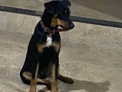 Cachorro raça Rottweiler idade 2 a 6 meses nome Nina