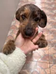 Cachorro ra a SRD-ViraLata idade 7 a 11 meses nome Dora