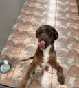 Cachorro ra a SRD-ViraLata idade 7 a 11 meses nome Dora
