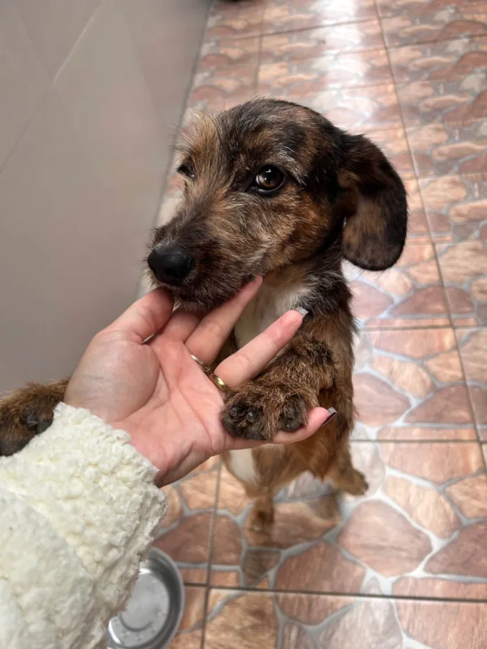 Cachorro ra a SRD-ViraLata idade 7 a 11 meses nome Dora