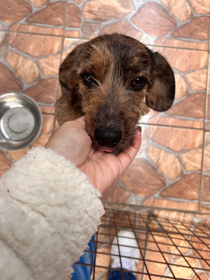 Cachorro ra a SRD-ViraLata idade 7 a 11 meses nome Dora