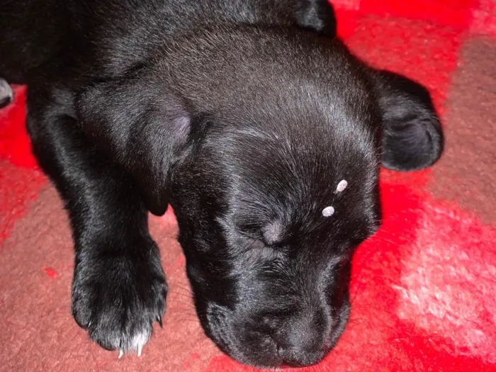 Cachorro raça SRD-ViraLata idade 2 a 6 meses nome Cacau