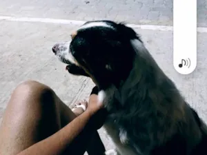 Cachorro raça SRD-ViraLata idade 1 ano nome Bethoven 