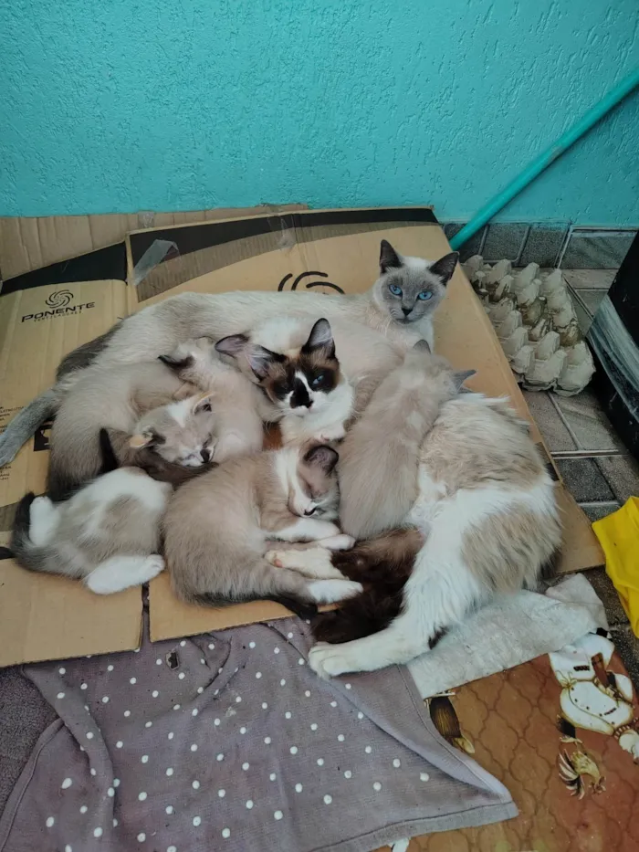 Gato ra a SRD-ViraLata idade Abaixo de 2 meses nome gatinhos filhotes 