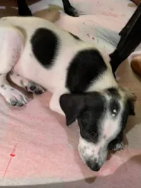 Cachorro ra a SRD-ViraLata idade 2 a 6 meses nome Bolinha 