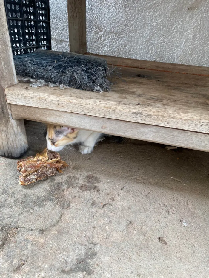 Gato ra a SRD-ViraLata idade Abaixo de 2 meses nome Não tem