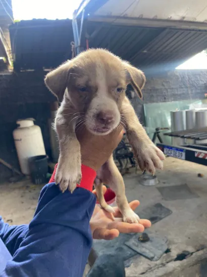 Cachorro ra a SRD-ViraLata idade Abaixo de 2 meses nome Elisson da silva lima