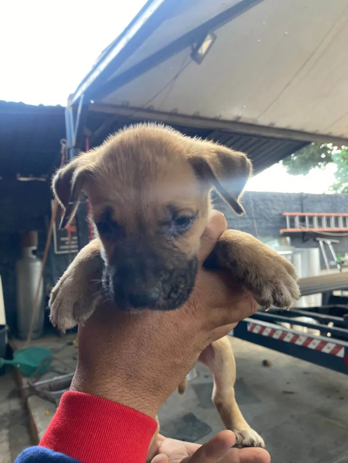 Cachorro ra a SRD-ViraLata idade Abaixo de 2 meses nome Elisson da silva lima