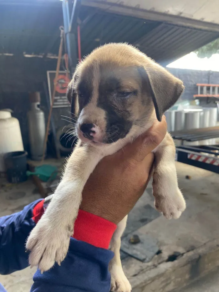 Cachorro ra a SRD-ViraLata idade Abaixo de 2 meses nome Elisson da silva lima