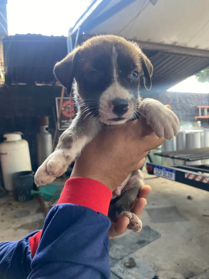 Cachorro ra a SRD-ViraLata idade Abaixo de 2 meses nome Elisson da silva lima