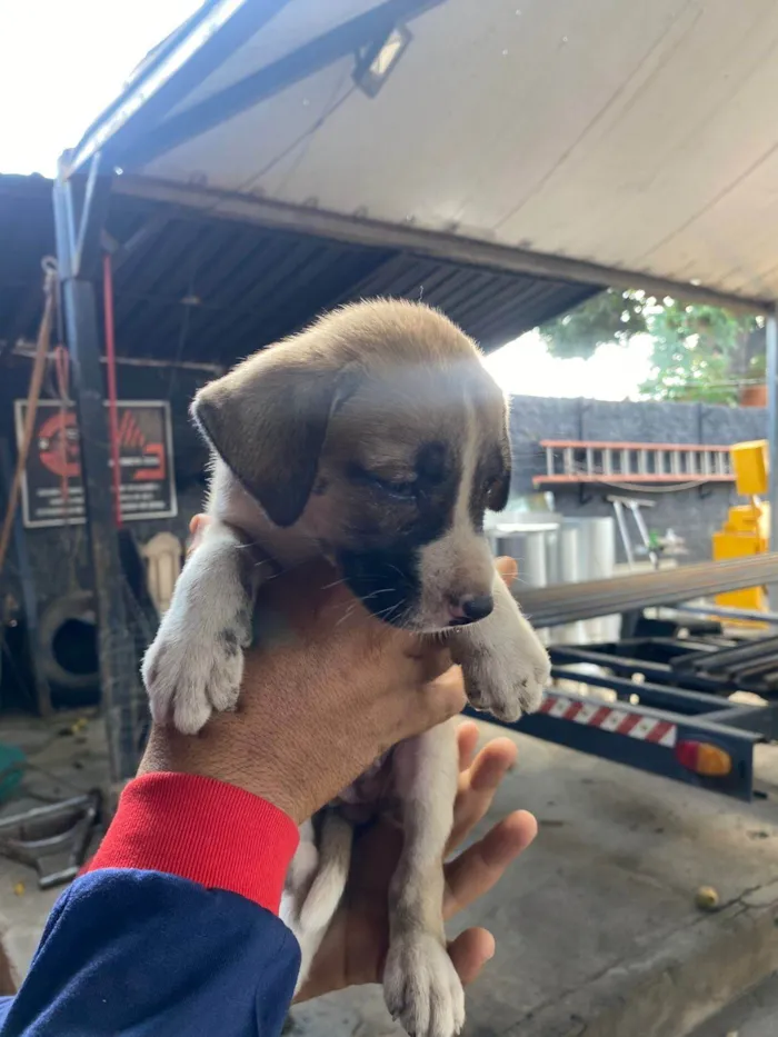 Cachorro ra a SRD-ViraLata idade Abaixo de 2 meses nome Elisson da silva lima