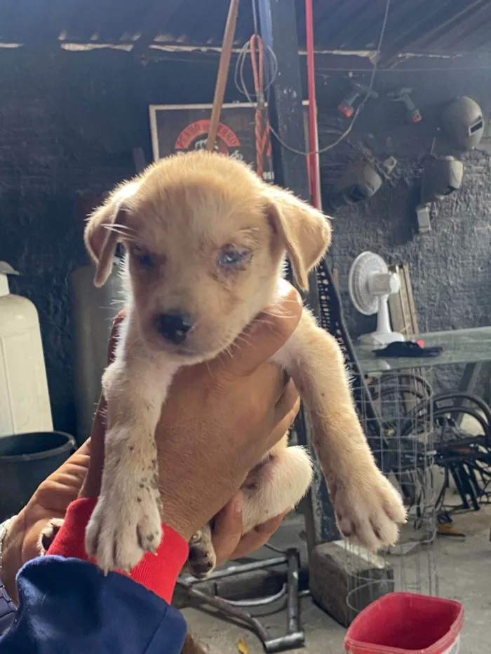 Cachorro ra a SRD-ViraLata idade Abaixo de 2 meses nome Elisson da silva lima