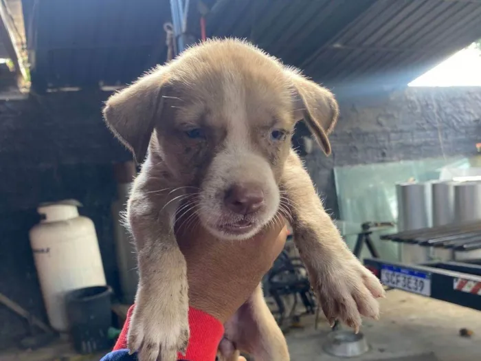 Cachorro ra a SRD-ViraLata idade Abaixo de 2 meses nome Elisson da silva lima