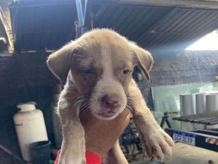 Cachorro ra a SRD-ViraLata idade Abaixo de 2 meses nome Elisson da silva lima