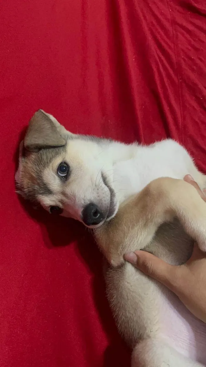Cachorro ra a Husky Siberiano idade 2 a 6 meses nome Atlas