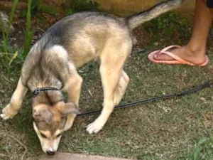 Cachorro raça Husky Siberiano idade 2 a 6 meses nome Atlas
